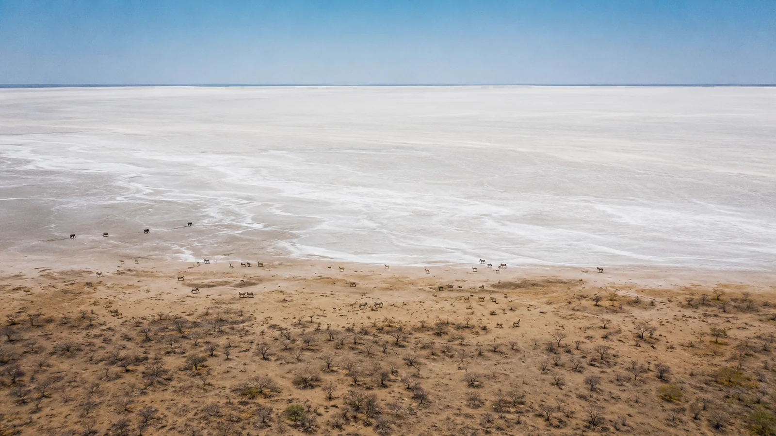 Aerial view of the Etosha salt pan stretching to the horizon with a scattering of wildlife near the southern edge, vast white Namibia landscape photography