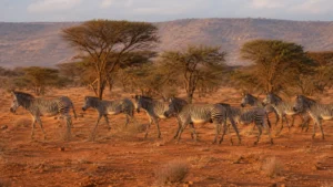 Samburu & Laikipia: Wild, Exclusive Northern Kenya