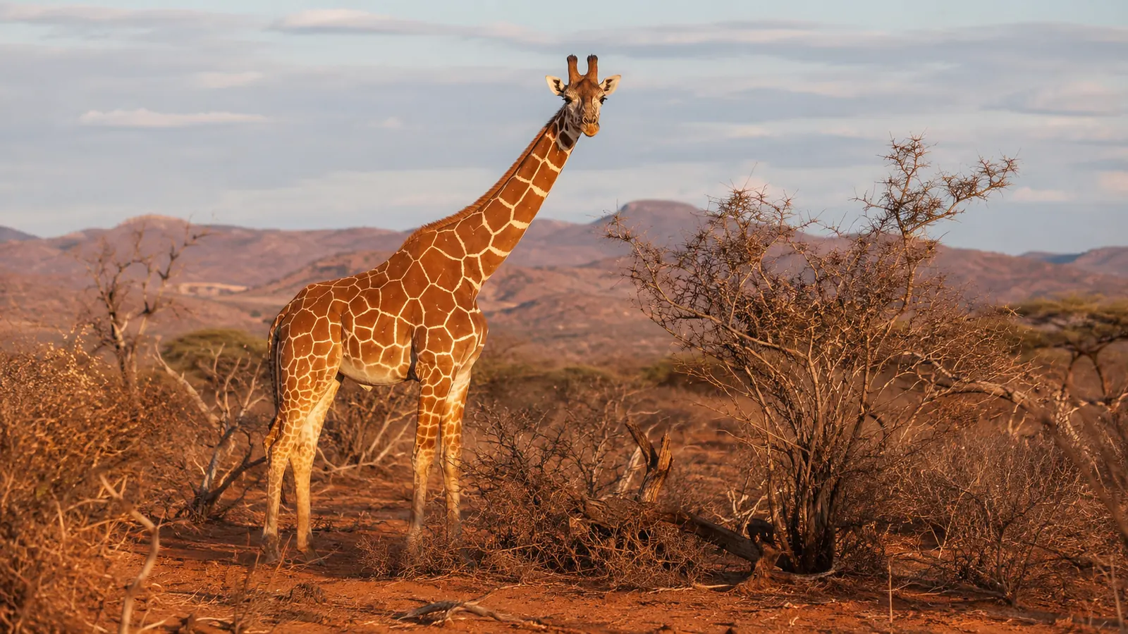 Reticulated giraffe standing among dry thorn bushes in Samburu National Reserve with warm golden light and red-earth landscape, endemic wildlife travel photography