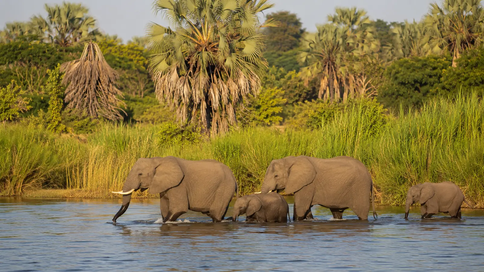 Elephants wading through the Shire River in Liwonde National Park Malawi with lush green riverbank and palm trees, African wildlife conservation safari photography