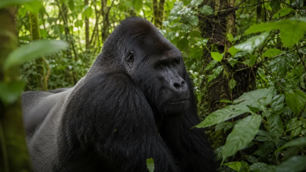 Congo gorilla trekking — close-up of a western lowland gorilla silverback in dense green rainforest with soft dappled light f