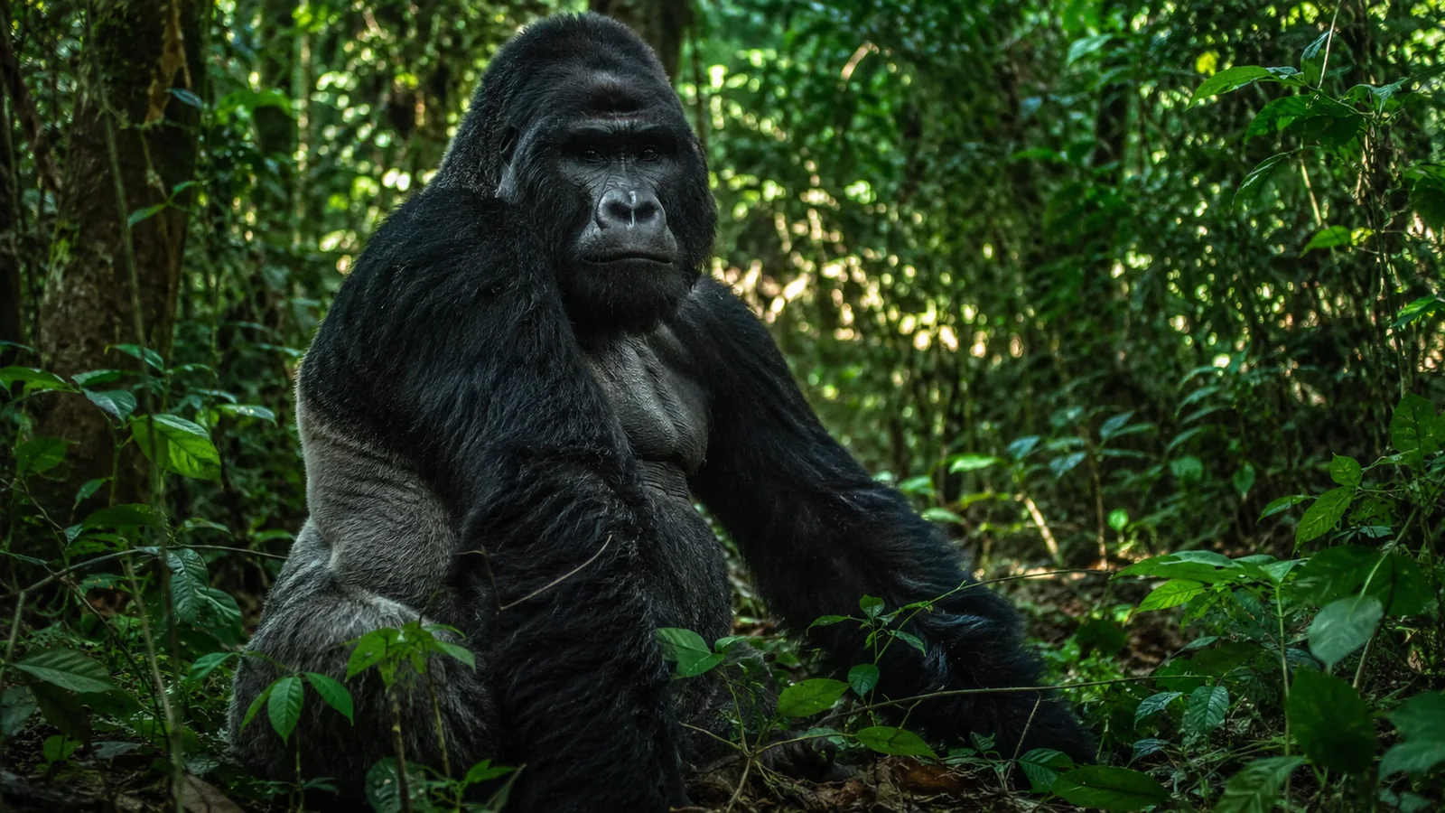 Western lowland gorilla silverback sitting among dense green foliage in the Congo Basin rainforest with dappled sunlight, rare primate wildlife conservation photography