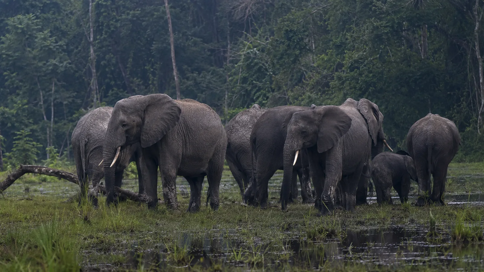 Forest elephants gathered at a marshy clearing known as a bai in Odzala-Kokoua National Park Congo with dense tropical canopy behind, rare African wildlife photography