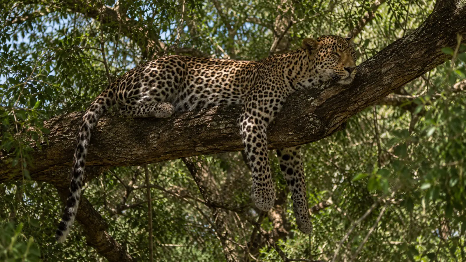 Leopard draped across a large tree branch in dappled sunlight in the Sabi Sands Game Reserve South Africa, elusive big five predator safari photography