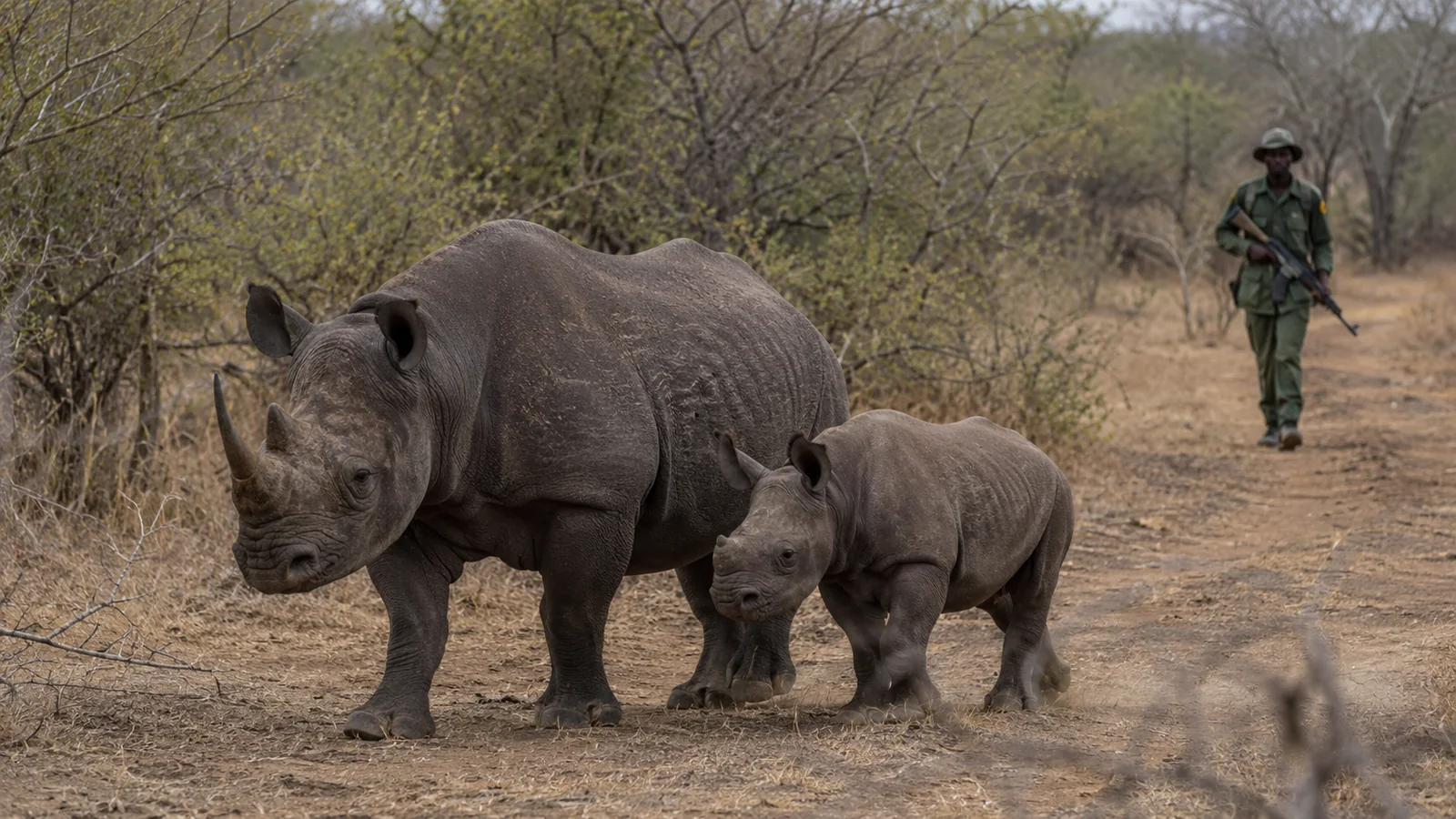 Black rhinoceros mother and calf walking through dry bushveld in Ol Pejeta Conservancy Kenya with armed ranger in the background, rhino conservation safari photography