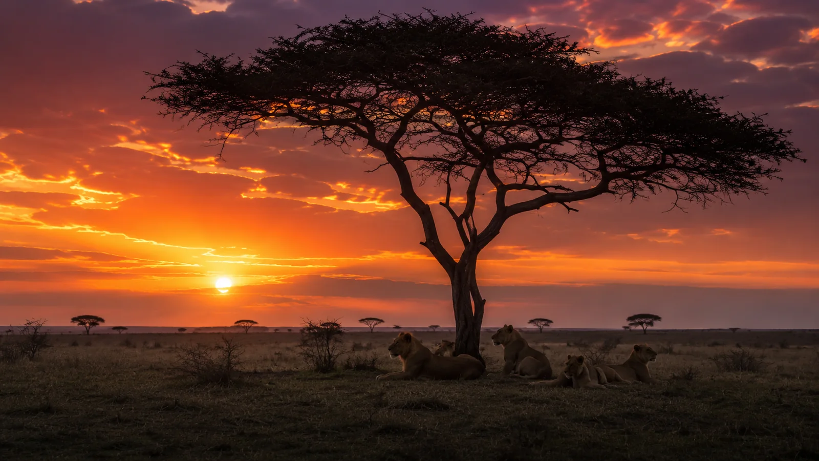 Lone acacia tree silhouetted against a vivid orange and purple African sunrise with a pride of lions resting beneath, dramatic golden hour safari photography