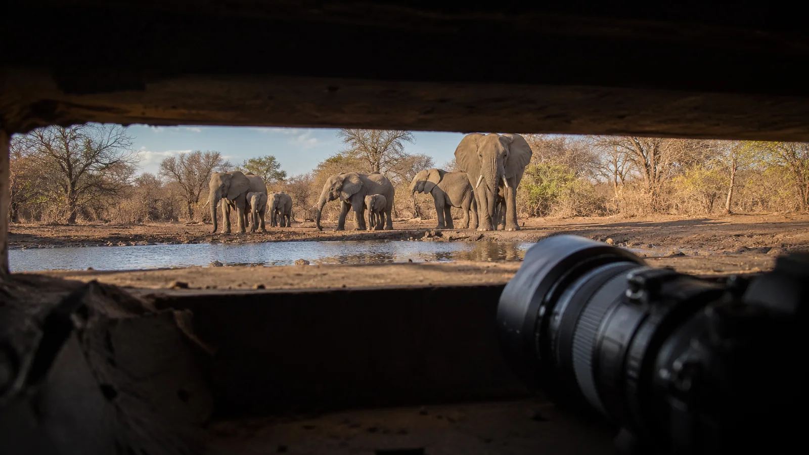Photography hide at ground level overlooking a waterhole in the African bush with a camera lens visible through the opening and elephants approaching, safari photography hide setup