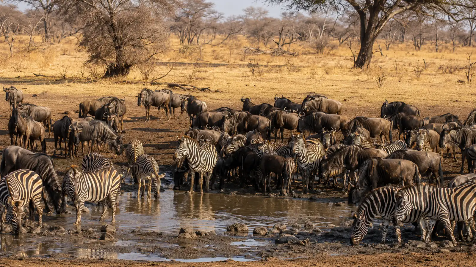 Large herd of zebras and wildebeest gathered at a dwindling waterhole in the dry season with golden grass and bare trees, classic African safari dry season game viewing photography