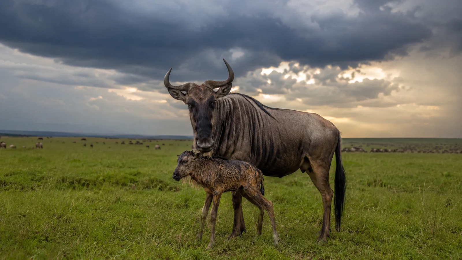 Wildebeest mother and newborn calf standing in lush green Serengeti grassland with dramatic storm clouds above, African safari calving season wildlife photography