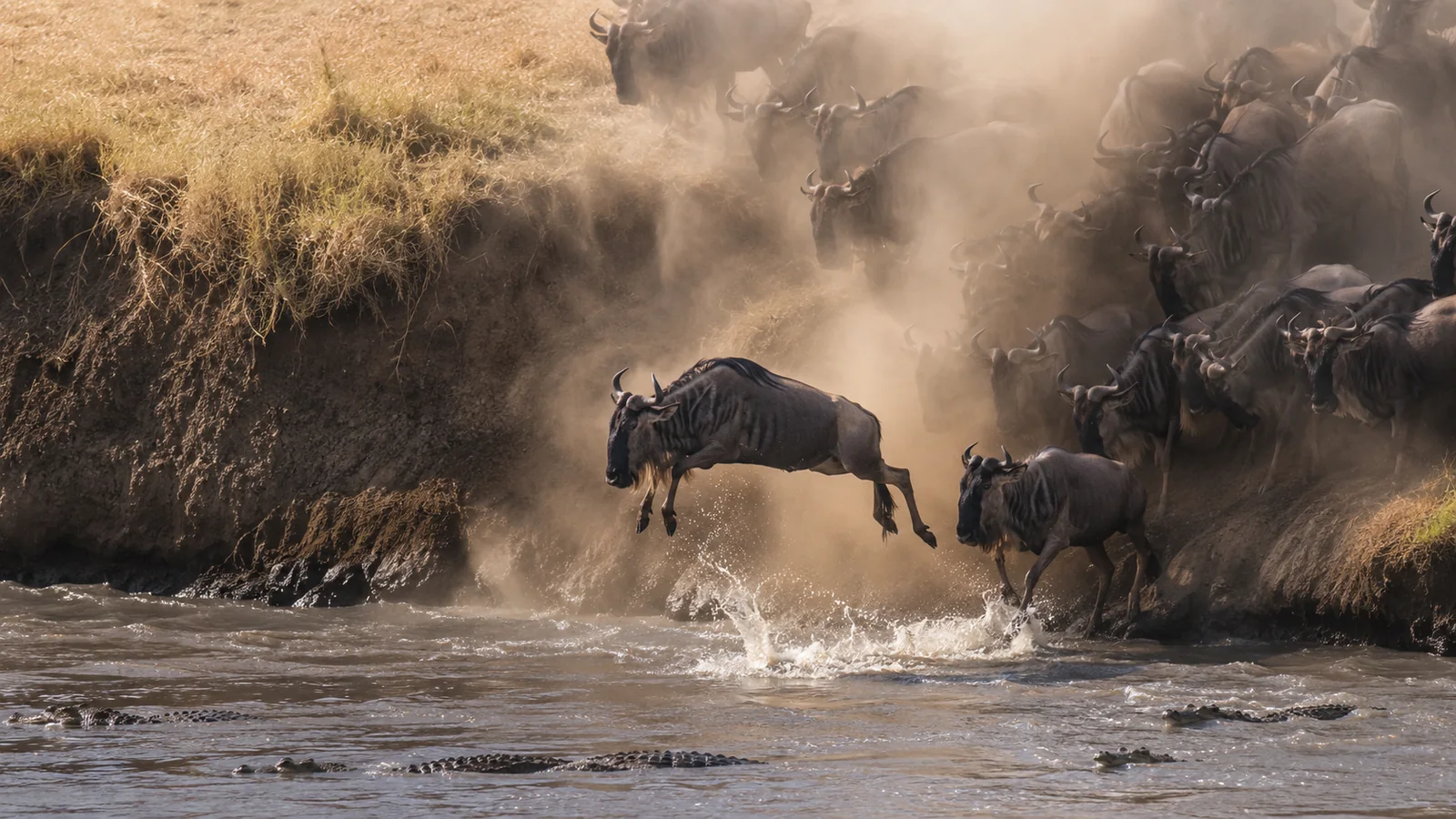 Wildebeest dramatically leaping into the Mara River during a Great Migration crossing with crocodiles visible and dust clouds rising, peak safari season wildlife action photography