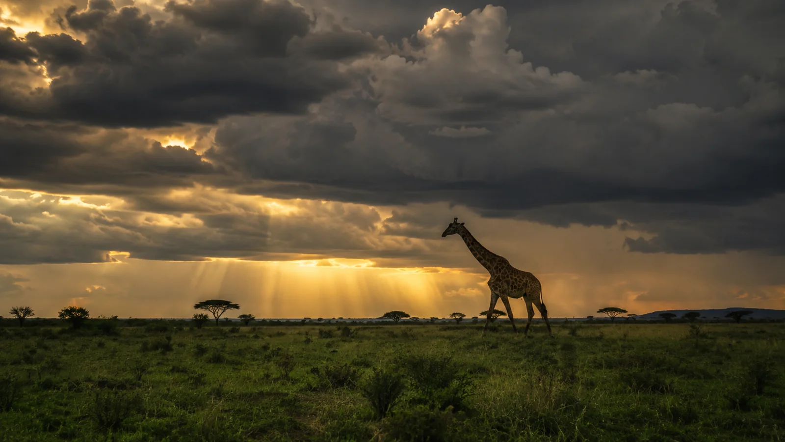 Dramatic thunderstorm cloud over the African savanna with golden light breaking through and a giraffe silhouetted against the sky, green season safari atmospheric photography