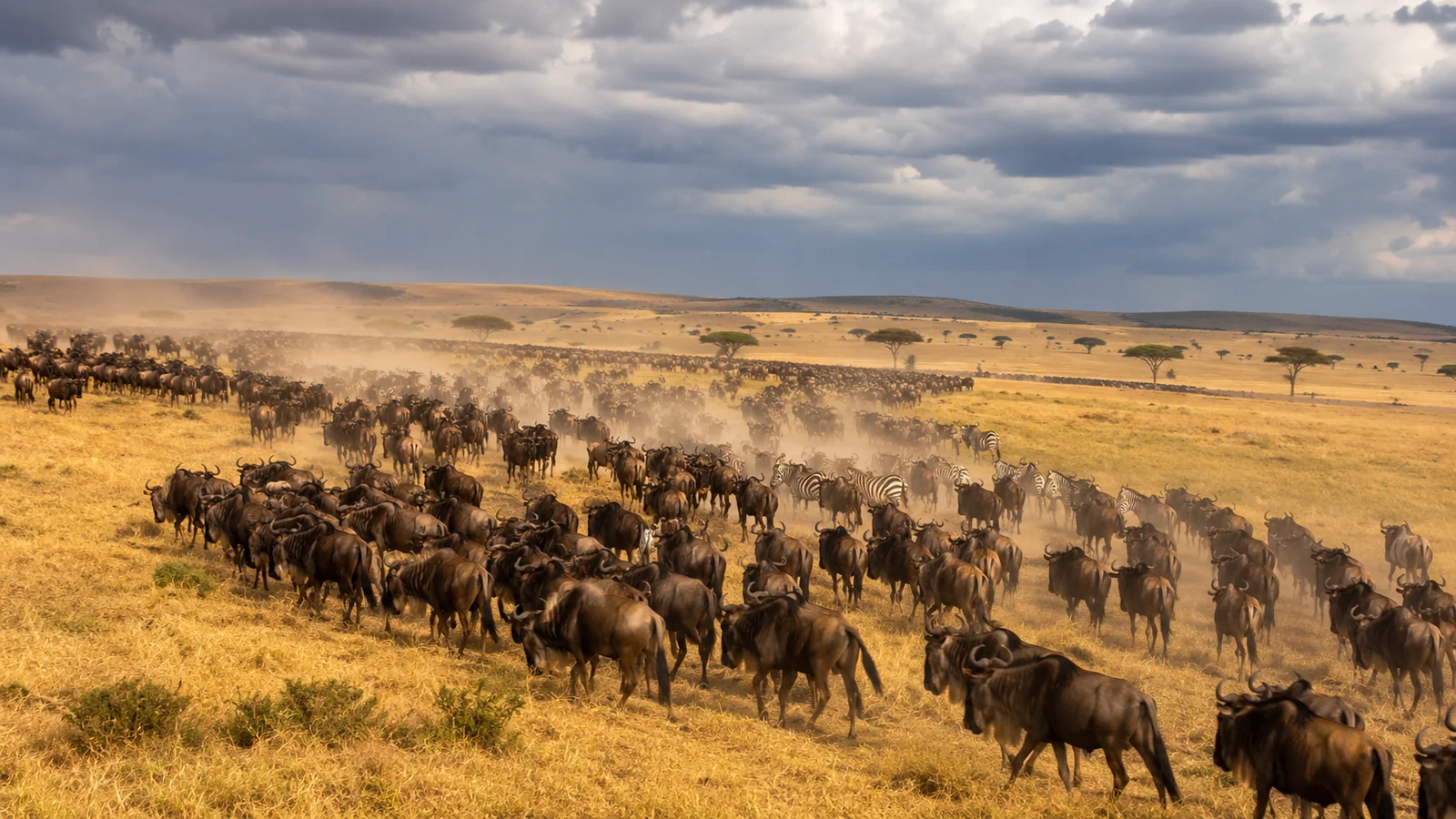 Vast wildebeest herd crossing the golden Serengeti plains with dramatic clouds above and dust rising, East Africa Great Migration wildlife safari photography