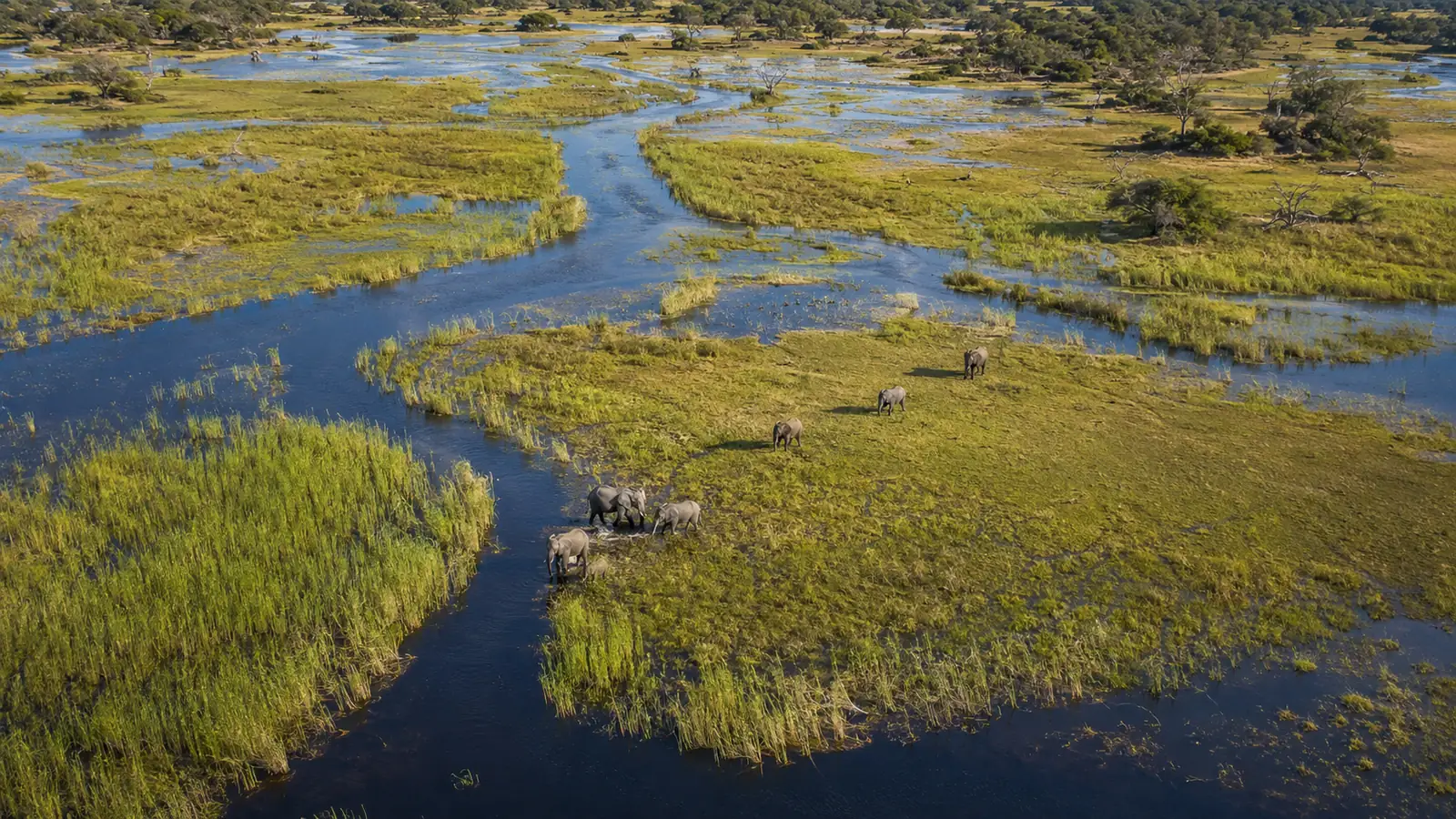 Aerial view of the Okavango Delta in Botswana showing winding water channels through green floodplains with elephants visible below, Southern Africa landscape safari photography
