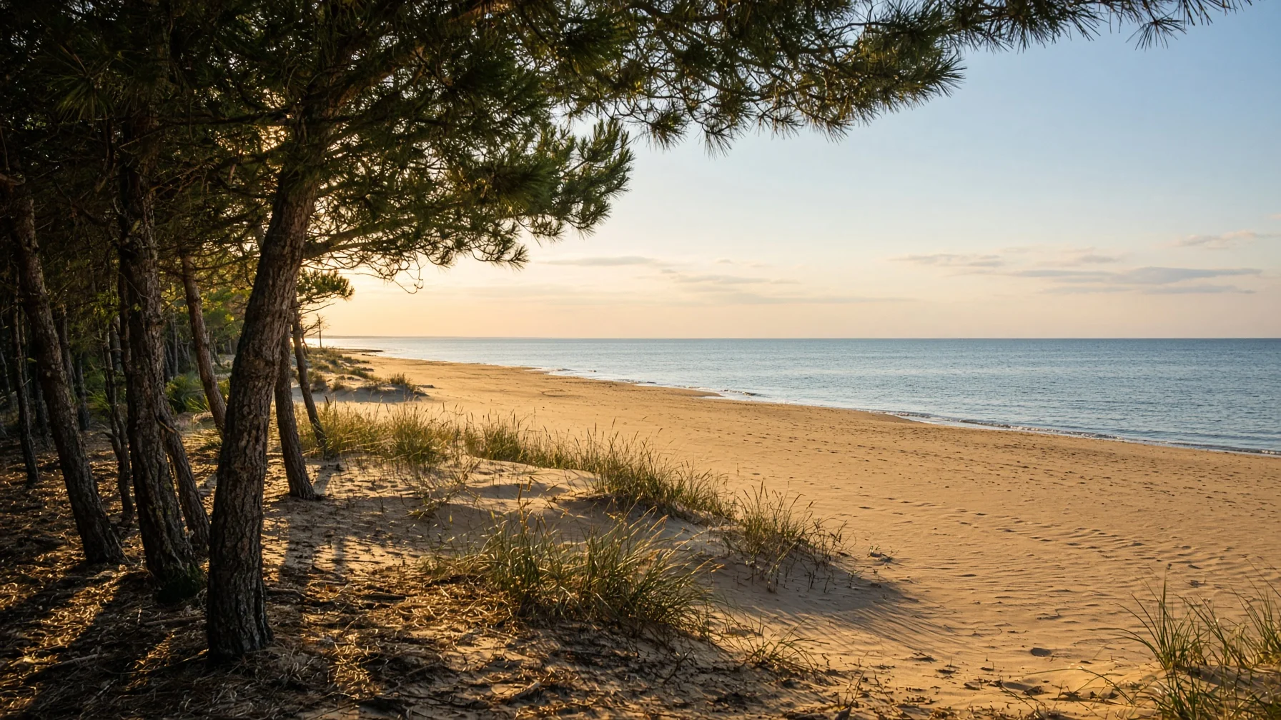 Maremma pine forest opening onto a wide empty sandy beach with calm sea and dune grass in warm afternoon light, coastal countryside travel photography