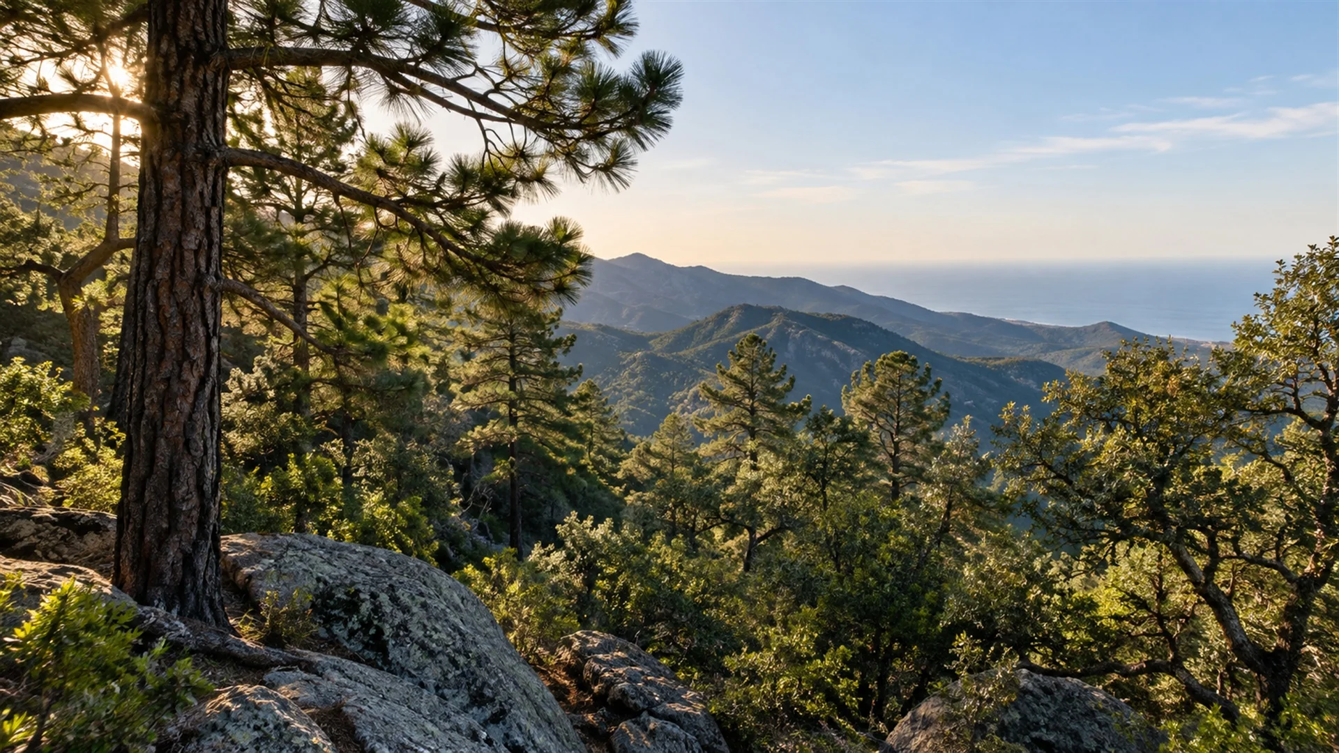 Pine and oak forest in the Sierra de la Laguna mountains above the desert of Baja California Sur, soft light through the trees, landscape photography