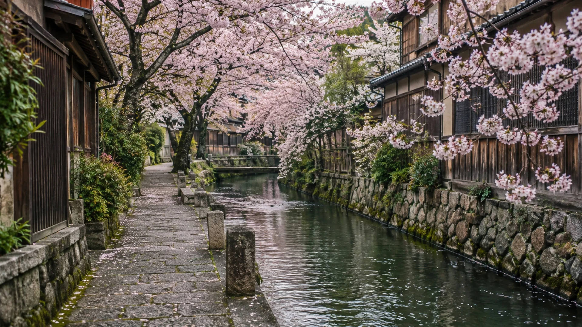 Cherry trees in pale pink bloom lining a quiet canal and stone path beside wooden houses in Japan, soft spring light, editorial photography