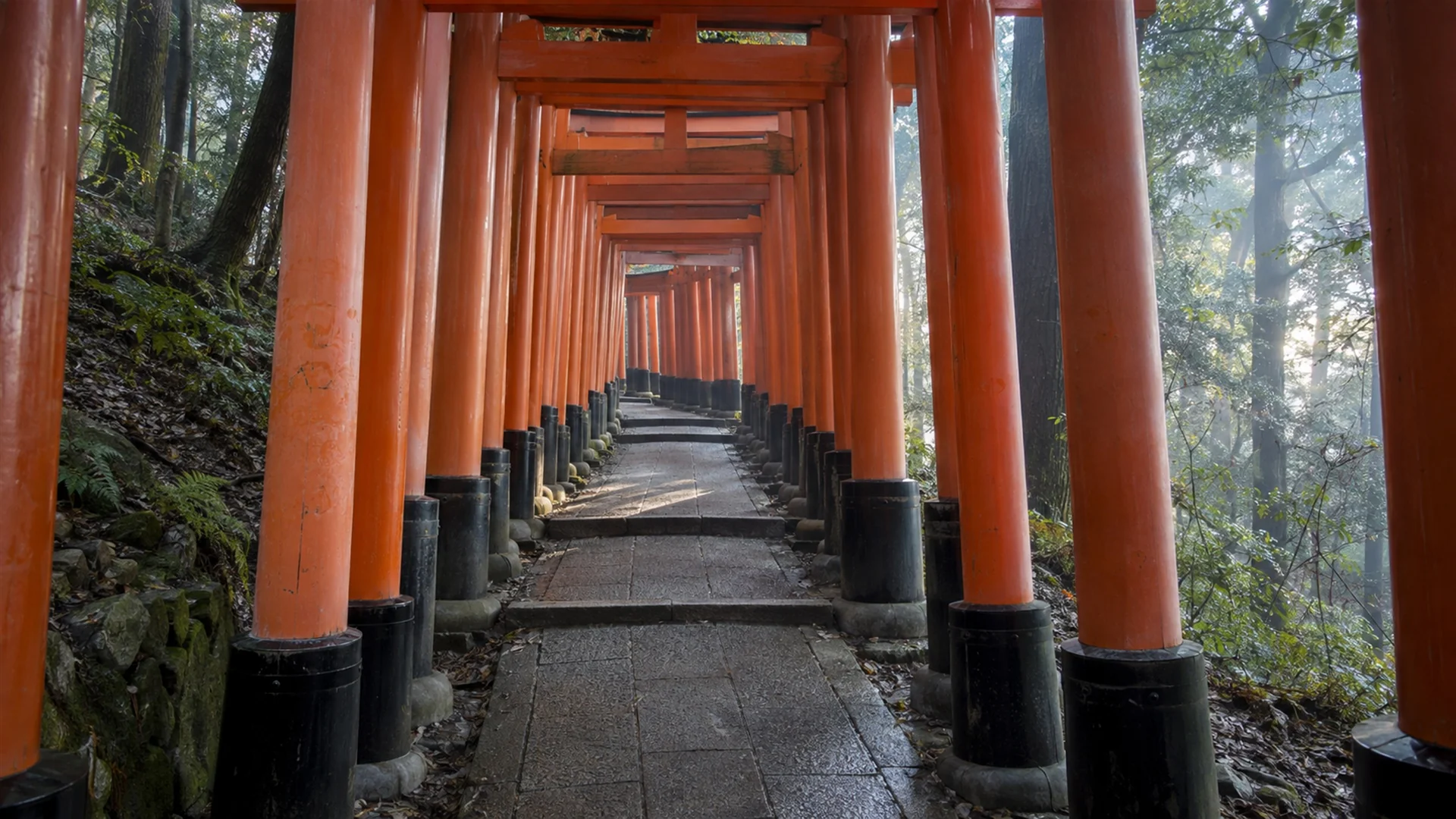 Things to do in Kyoto — empty tunnel of vermilion torii gates on a forested hillside at first light, soft misty dawn, editorial photography