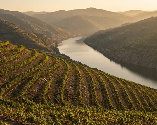 Best time to visit Portugal - terraced vineyards on steep schist slopes above a wide river bend in warm September light, edit