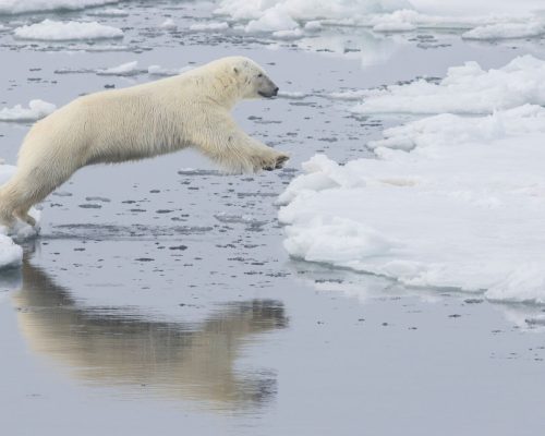 Svalbard Arctic landscape with polar bear walking along ice edge with glaciers and fjord in background under midnight sun, pr