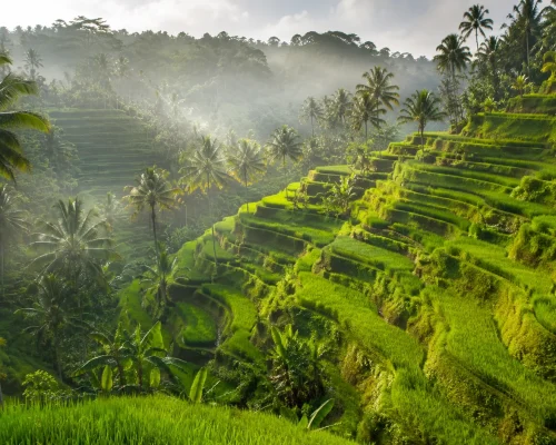 Aerial view of Tegallalang rice terraces Bali with layered green paddies palm trees and morning mist in valley, lush tropical