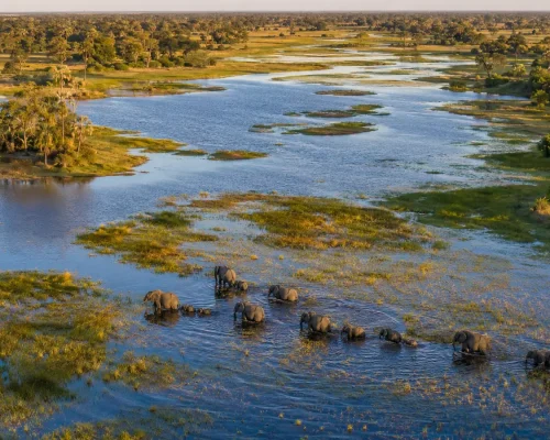 Botswana safari — aerial view of the Okavango Delta with winding channels, green islands and a herd of elephants crossing the