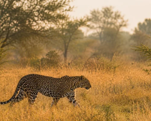 South Africa safari — leopard walking through golden grass in the greater Kruger at sunrise with soft light, luxury African w