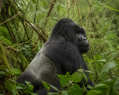 Gorilla trekking in Rwanda — silverback mountain gorilla in dense green forest of Volcanoes National Park with misty light, i