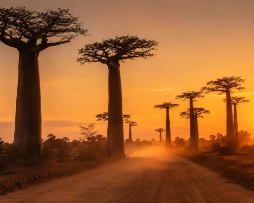 Madagascar travel — tall baobab trees at sunset along the Avenue of the Baobabs with warm orange sky, iconic island landscape