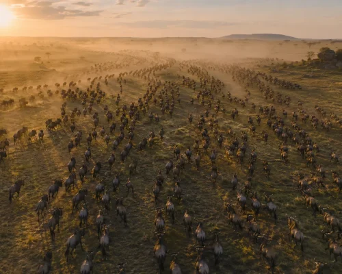 Vast wildebeest herd stretching across the Serengeti plains at sunrise with golden light and dust haze, iconic Great Migratio