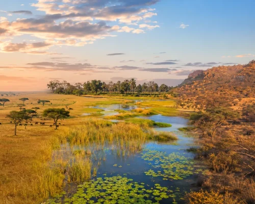 Collage-style panorama of African safari landscapes — golden Masai Mara plains, Okavango Delta waterways and South African bu