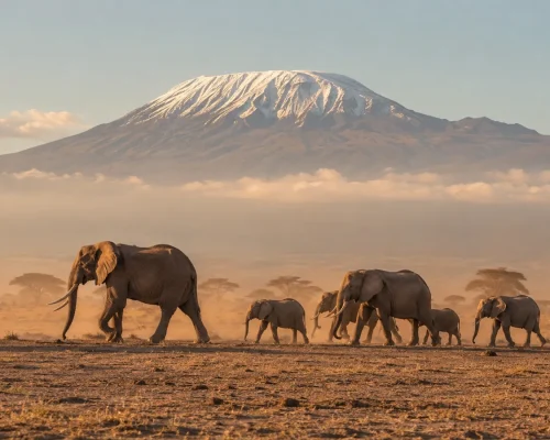 Amboseli National Park — panoramic view of elephant herd crossing dusty plains with snow-capped Mount Kilimanjaro dominating