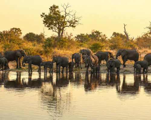 Chobe National Park — large elephant herd gathered along the Chobe River bank at sunset with calm water reflections and warm