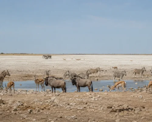 Etosha National Park — wide view of the white salt pan with wildlife gathered at a waterhole in the foreground and vast Namib