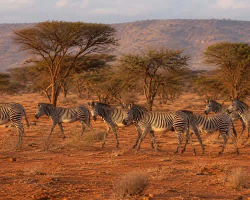 Samburu and Laikipia — panoramic view of northern Kenya's arid red-earth landscape with Grevy's zebra herd and scattered acac