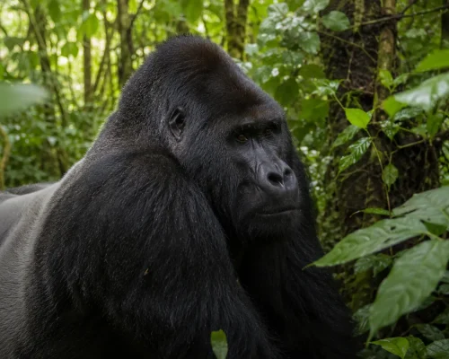 Congo gorilla trekking — close-up of a western lowland gorilla silverback in dense green rainforest with soft dappled light f