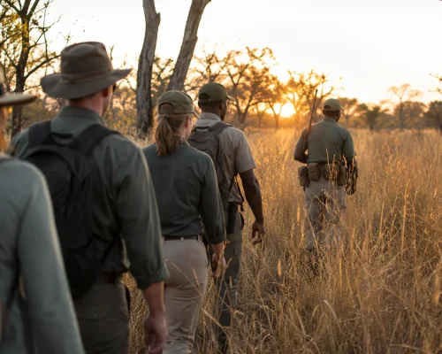 Walking safaris africa — small group walking through tall golden grass in the African bush with an armed guide leading at sun