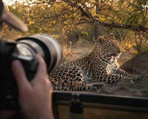 Photographic safari — professional camera with telephoto lens capturing a leopard in golden hour light from an open safari ve