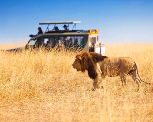 Africa Safari Journey (17 Nights)