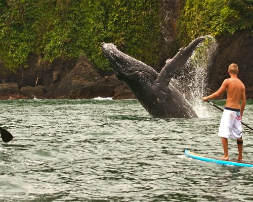 Luxury North Iceland Whale Paddleboard Itinerary (5 Nights)