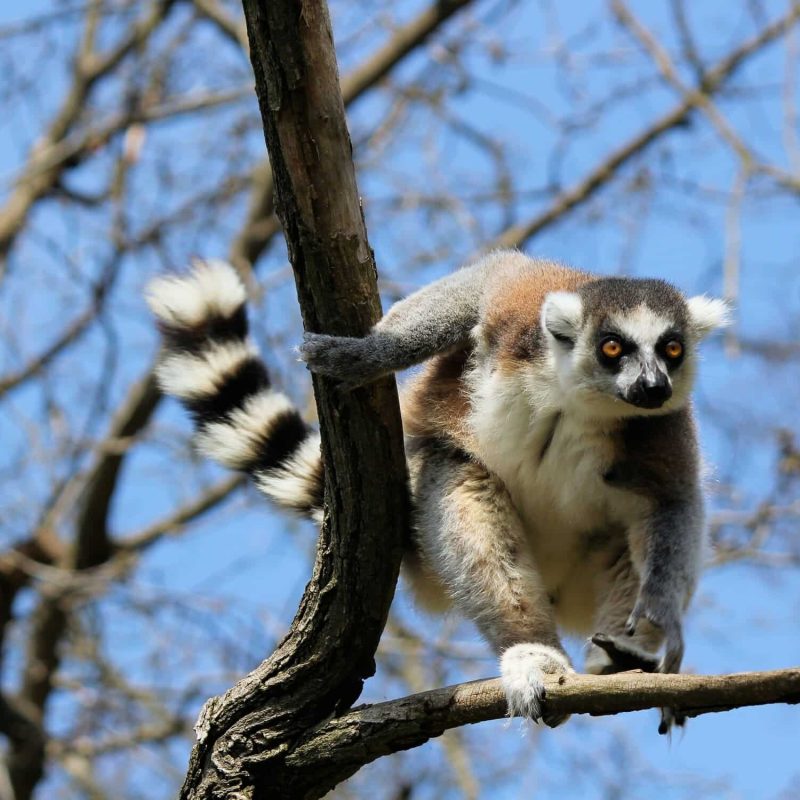 Madagascar-dusan-veverkolog-T