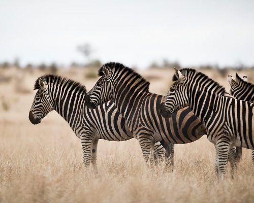 South Africa Mozambique Itinerary (13 Nights)