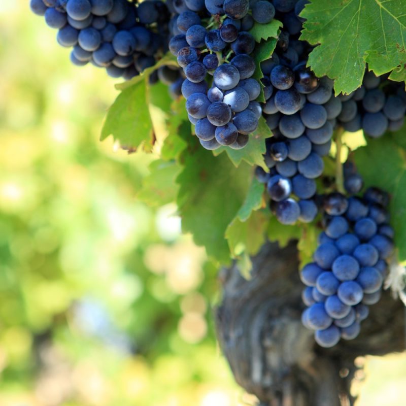 The Vineyards of Bordeaux​