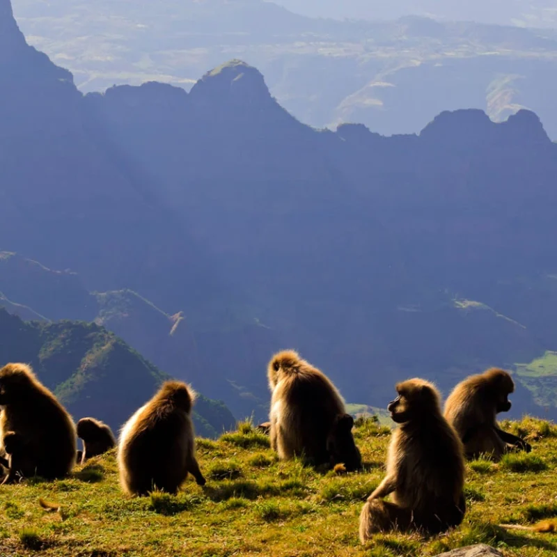 baboons-ethiopia