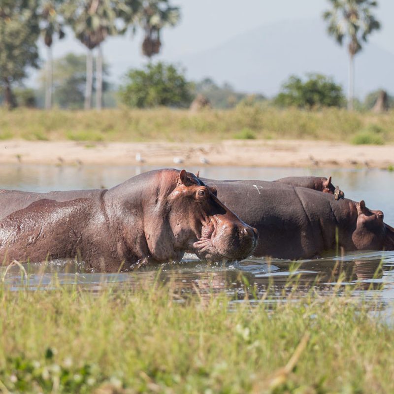 malawi-national-parks-reserves-liwonde-national-park-malawian-style-malawi-adventures-experiences-holidays-specialist-tour-operator-hippos-drink