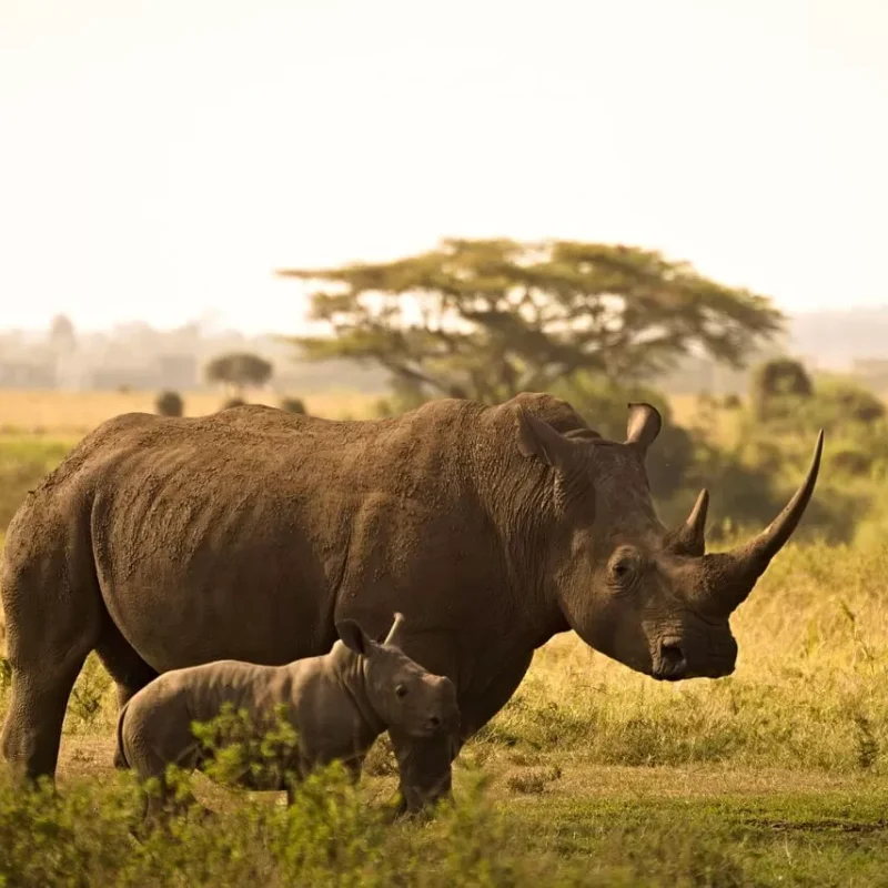 rhino-6065480_1280-1